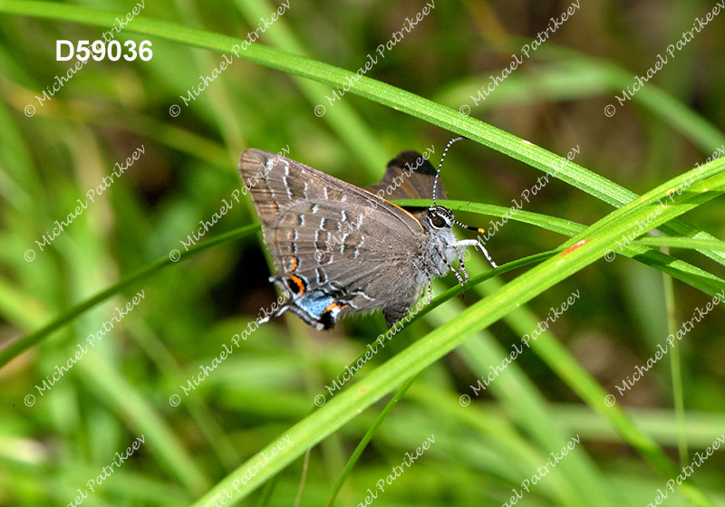 Hickory Hairstreak (Satyrium caryaevorus)